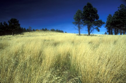 montane grassland
