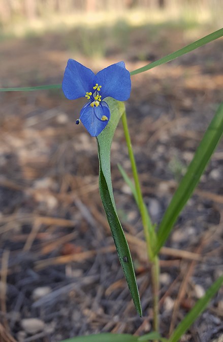 dayflower