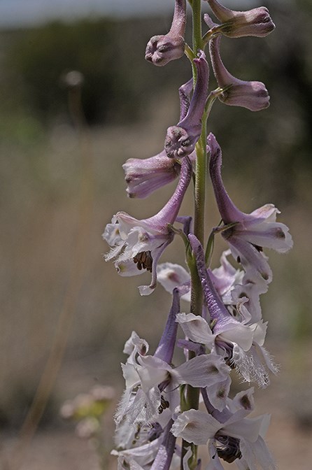 larkspur