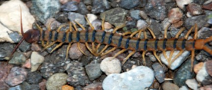 desert centipede