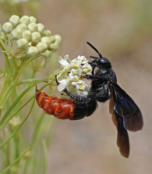 digger wasp 12