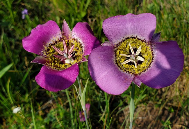 two pink flowers in the sunshine