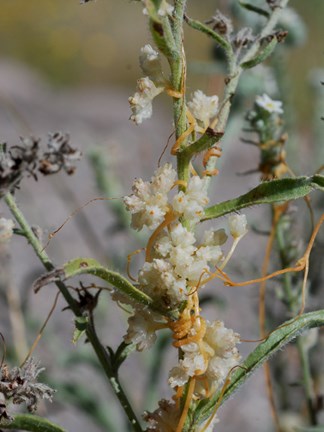 dodder vine 2