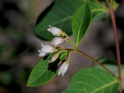 dogbane