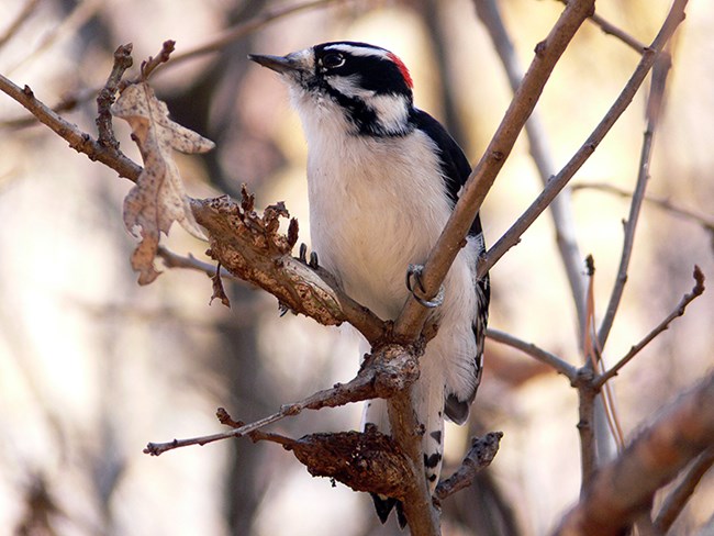 downy woodpecker