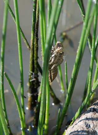 DRAGONFLY LARVA