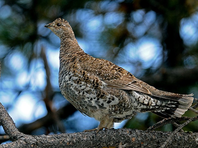 dusky grouse in tree