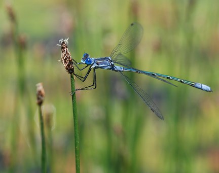 EMERALD SPREADWING