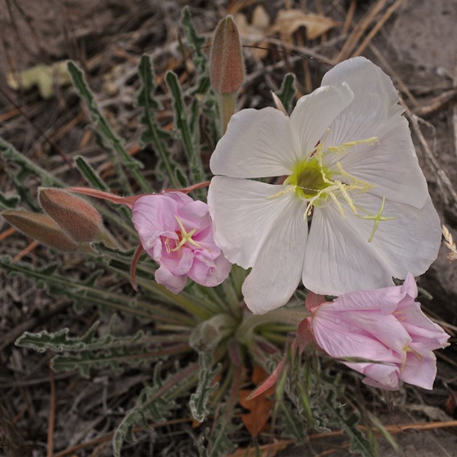 evening primrose