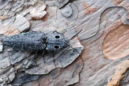 eyed-click beetle