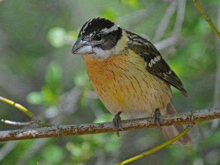 female black headed grosbeak 11