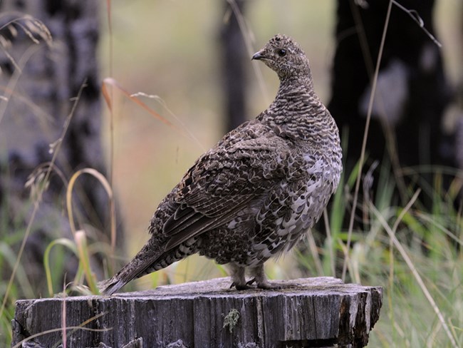 female dusky grouse female dusky grouse