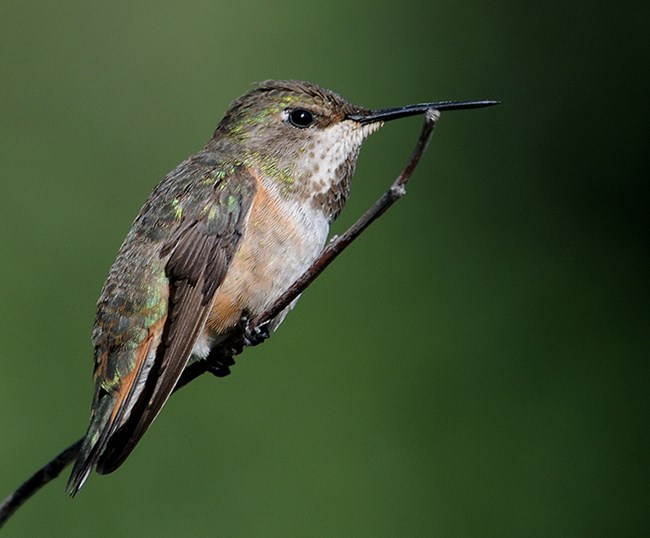 female rufous hummer