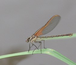FEMALE AMERICAN RUBYSPOT