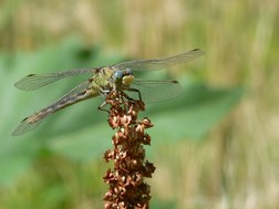 FEMALE GREAT PONDHAWK