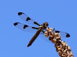FEMALE TWELVE-SPOTTED SKIPPER