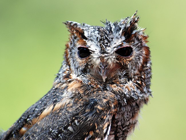 flam owl