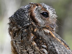 flammulated owl 2 flammulated owl 2