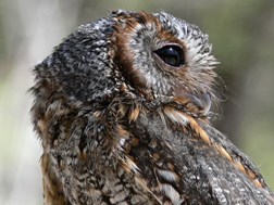 flammulated owl 2