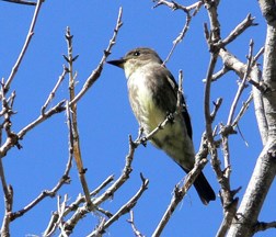 flycatcher