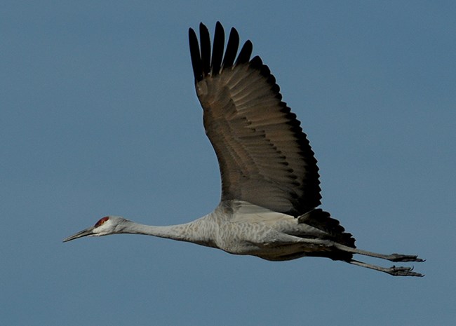 flying crane