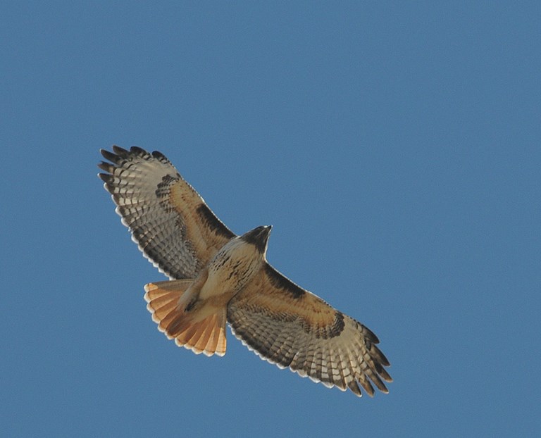 red-tailed hawk