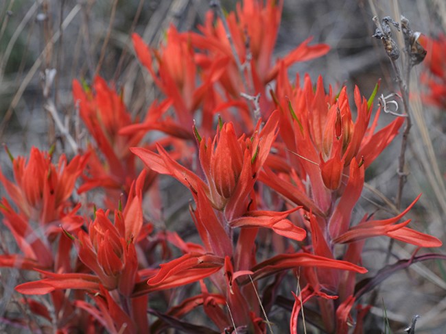 foothills paintbrush