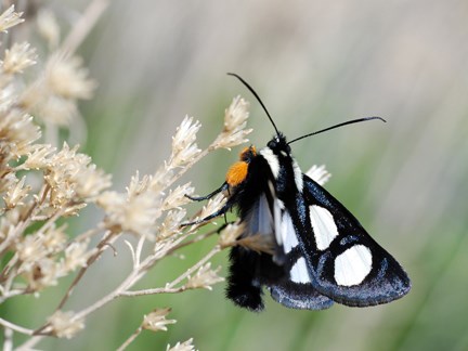 Forester Moth