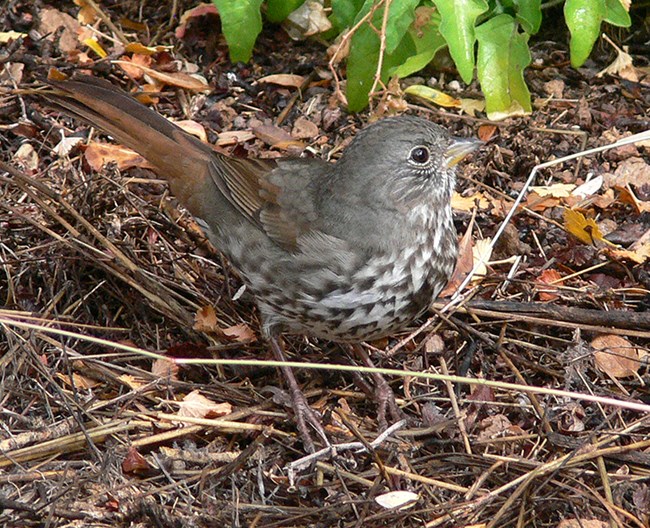 fox sparrow