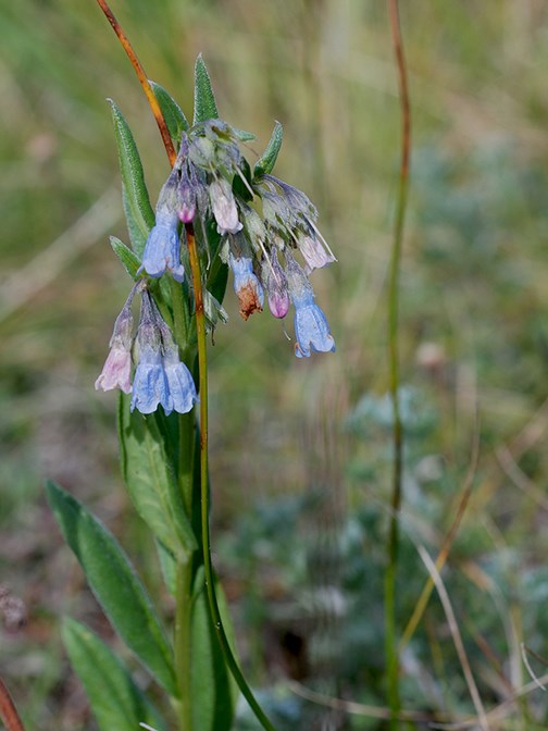 fransican bluebell