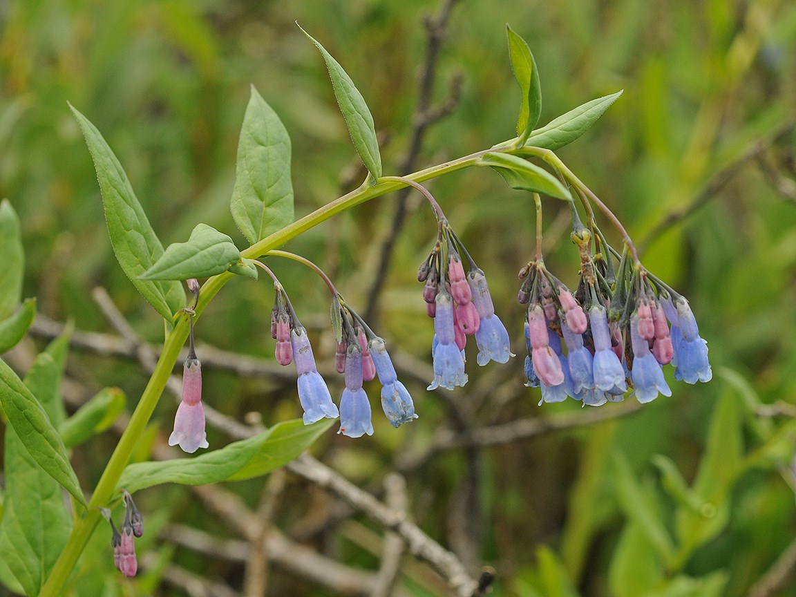 a stem with pink and blue tubular flowers
