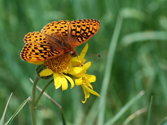 fritilary