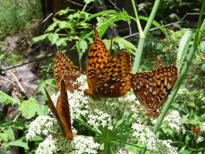 Great Spangled Fritillaries