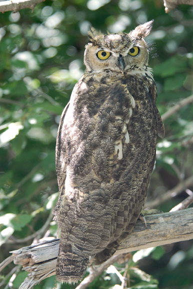 great horned owl