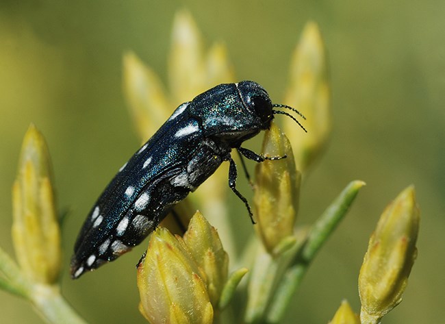 Agrilus walsinghami