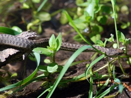 Western Terrestrial Garter Snake