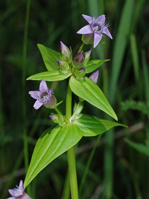 rose gentian