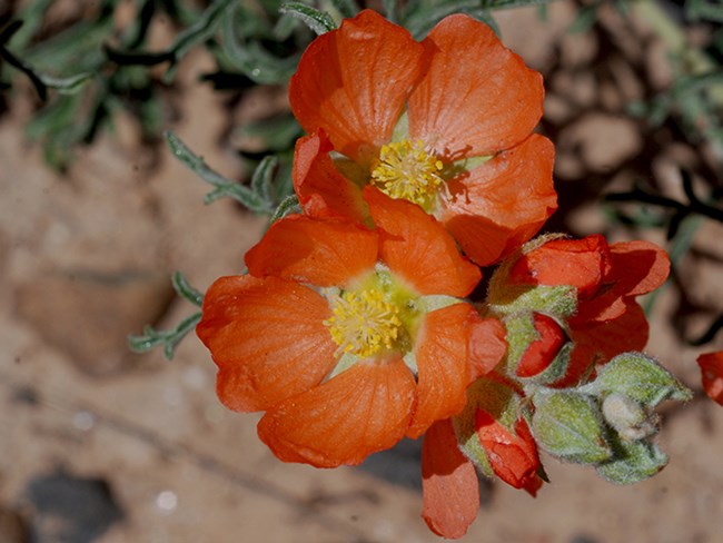 globe mallow