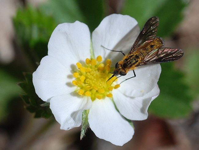 Thevenetimyia