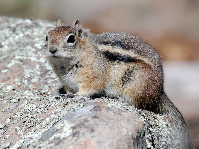 golden mantled ground squirrel