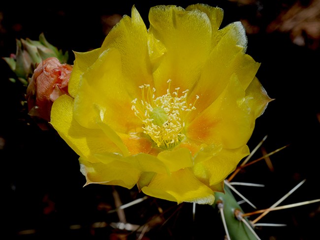 golden prickly pear