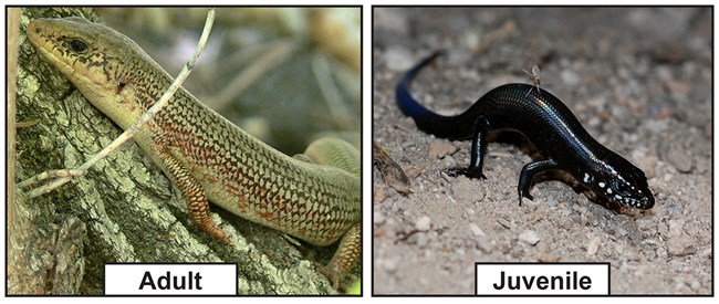 2 images of a great plains skink. one is buff colored with orange highlights the other is black with white highlights.