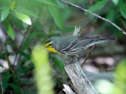 graces warbler