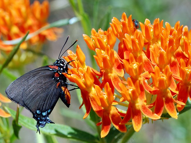 great purple hairstreak