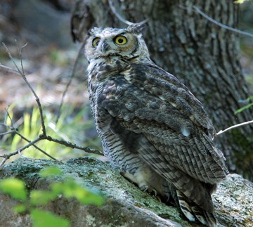 Great Horned Owl