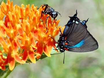 Great Purple Hairstreak Great Purple Hairstreak