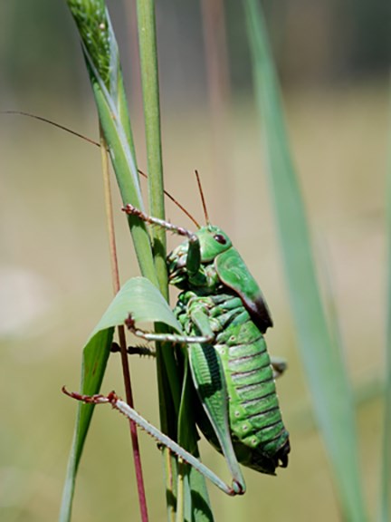 Anabrus simplex