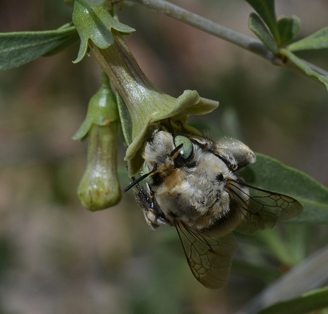 Anthophora