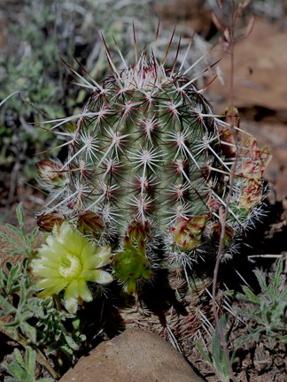 green flowered hedgehog