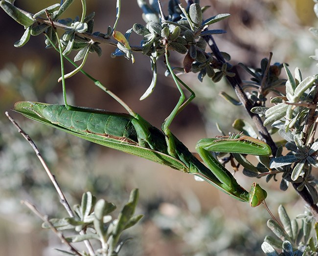 green praying mantis